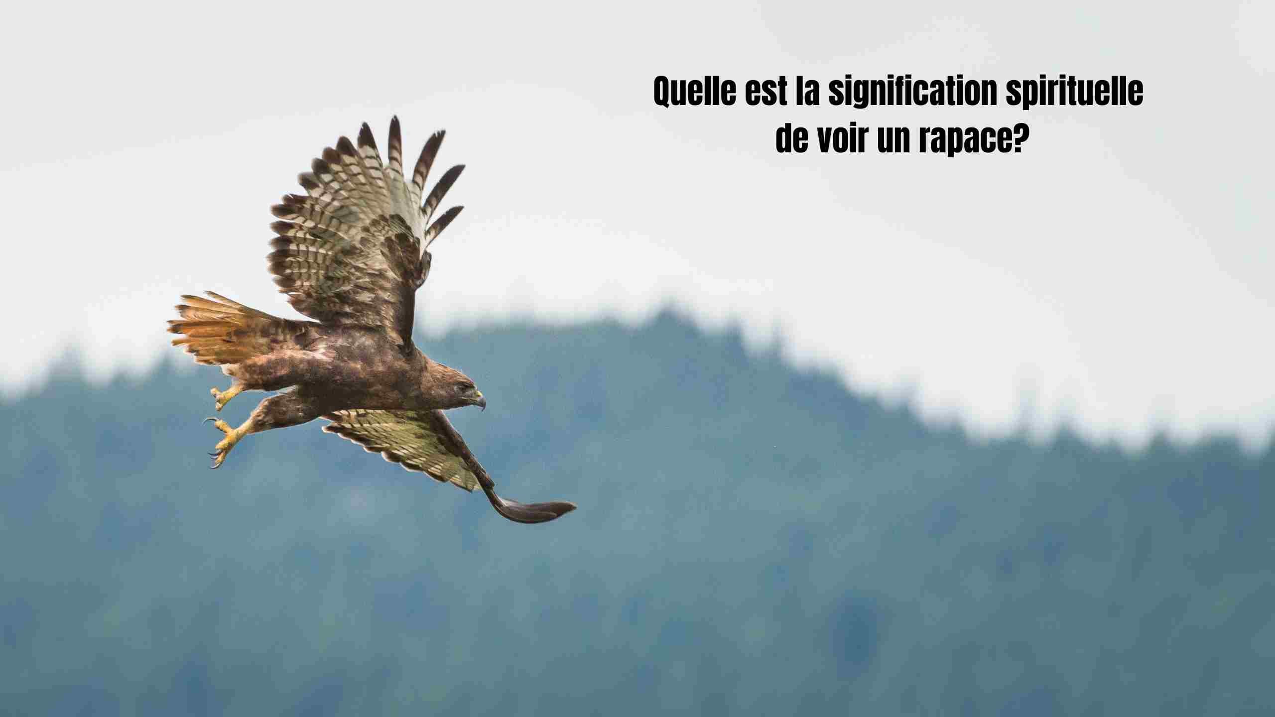 Voir un rapace : signification spirituelle et messages cachés