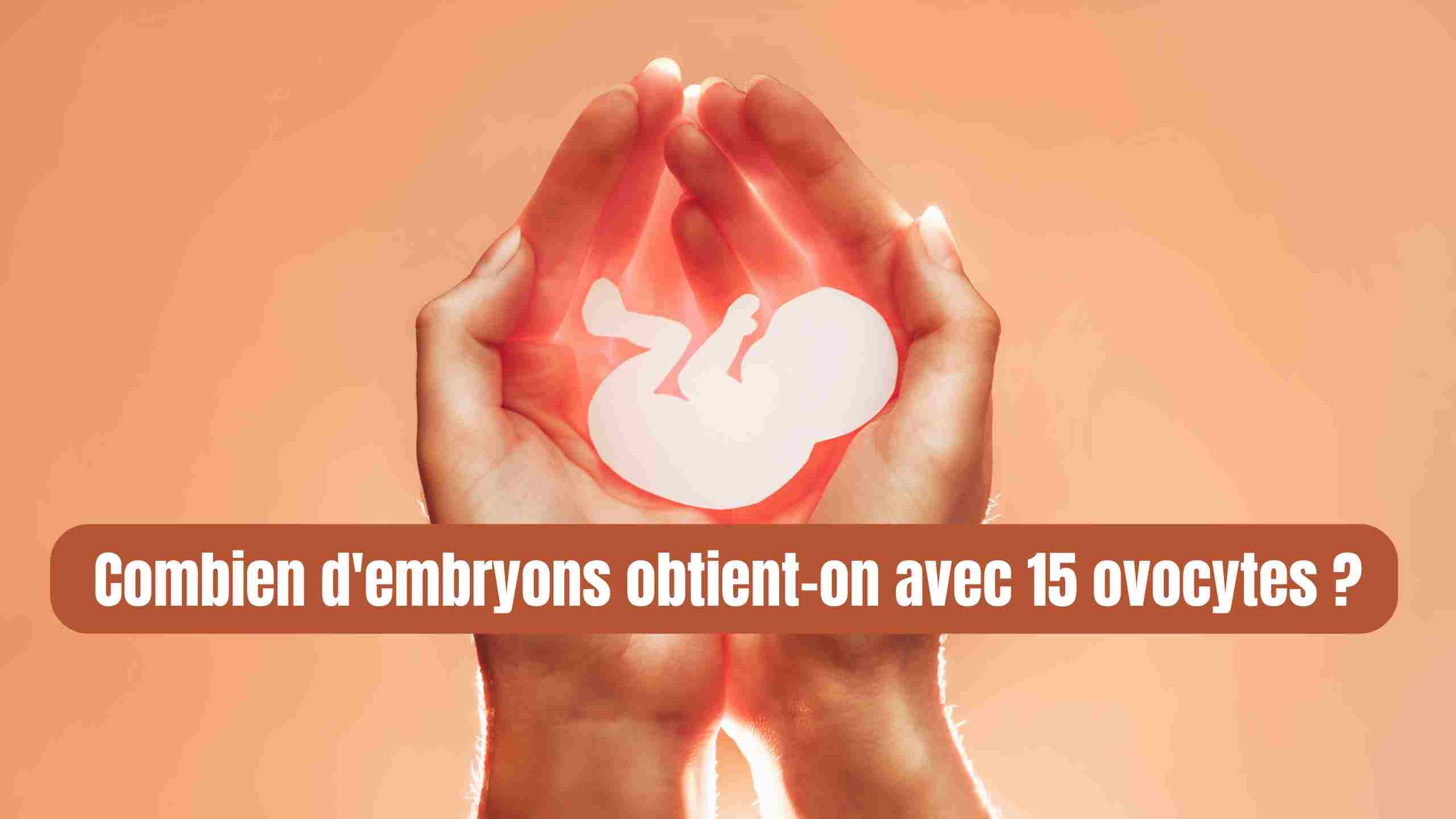 Combien d'embryons obtient-on avec 15 ovocytes ?