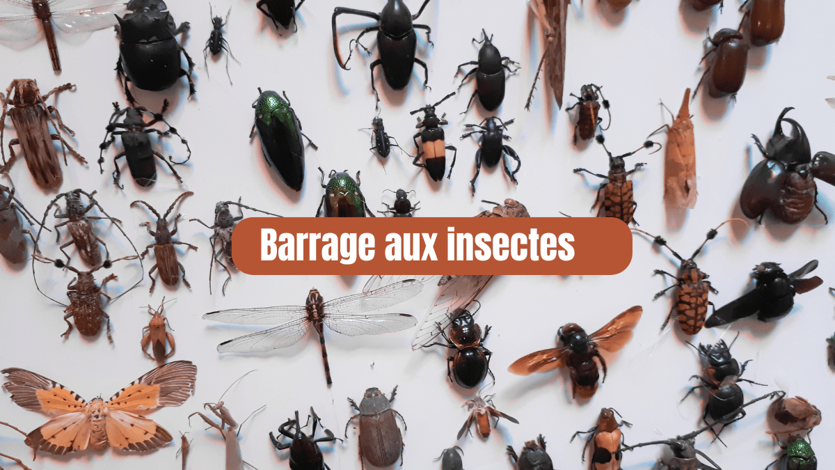 barrage aux insectes