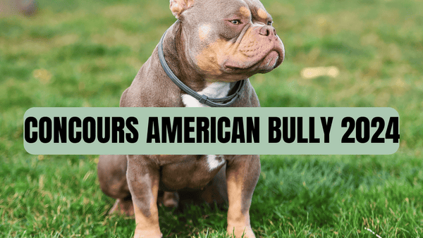 concours american bully 2024