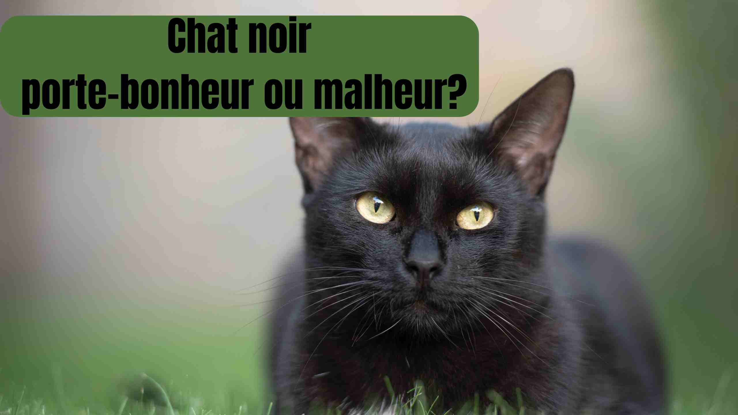 chat noir porte bonheur ou malheur