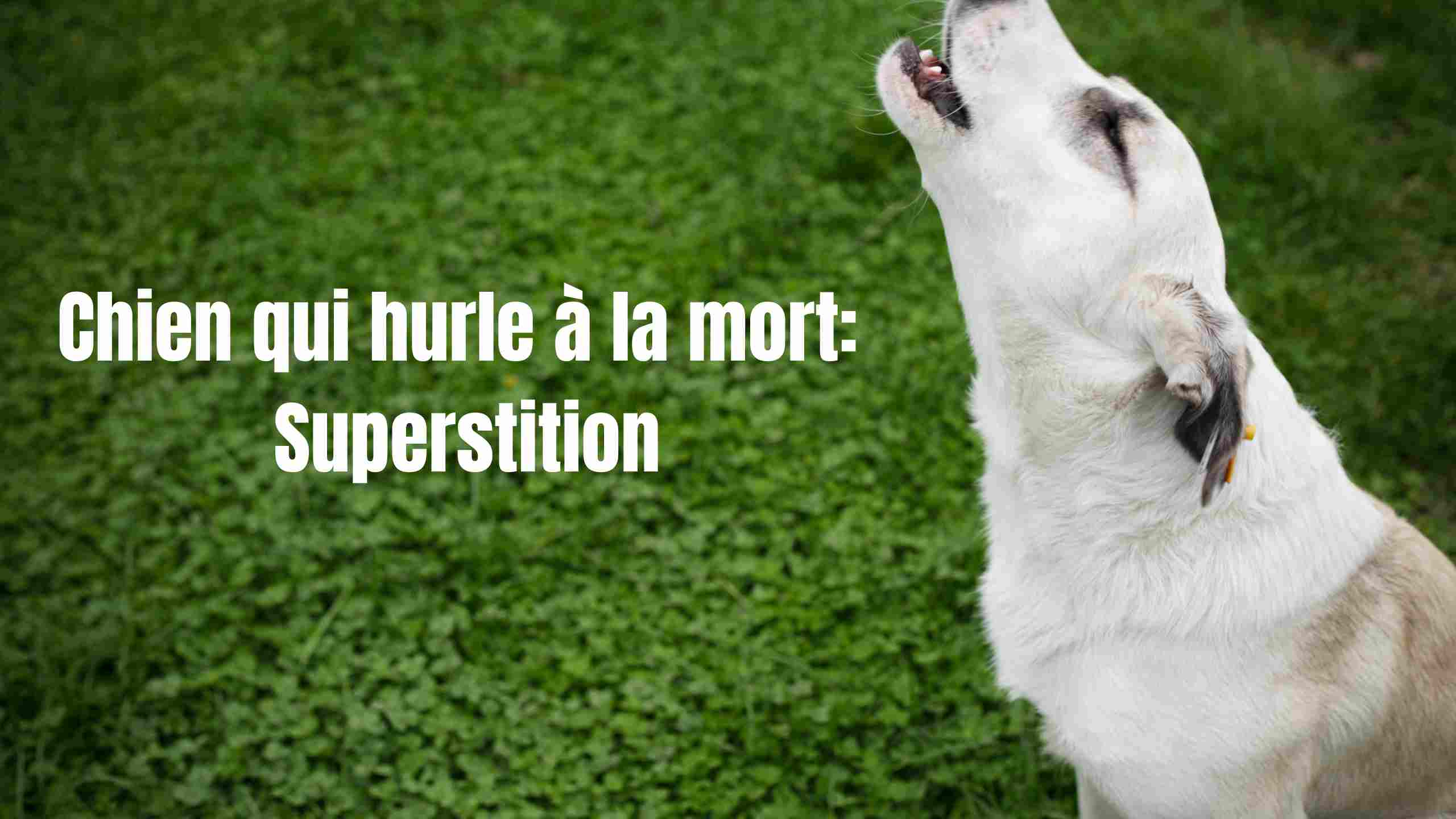 chien qui hurle à la mort superstition