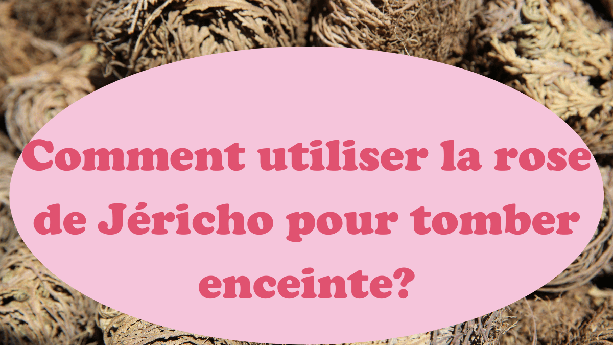 Comment utiliser la rose de Jéricho pour tomber enceinte?
