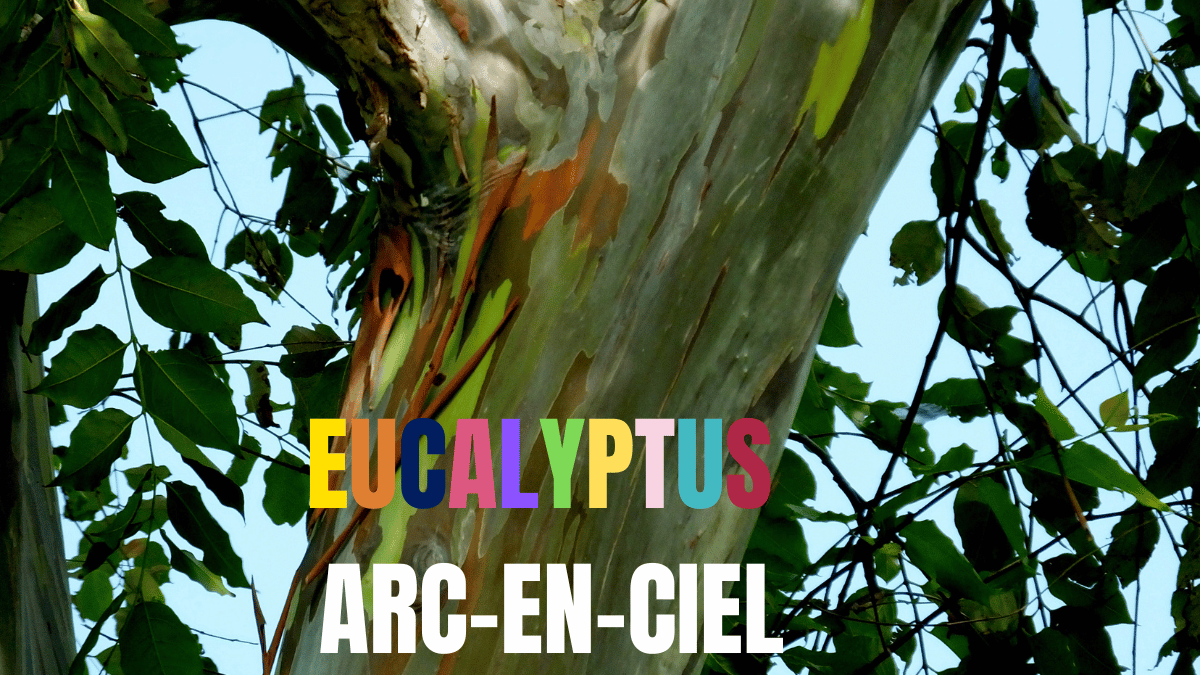 eucalyptus arc en ciel