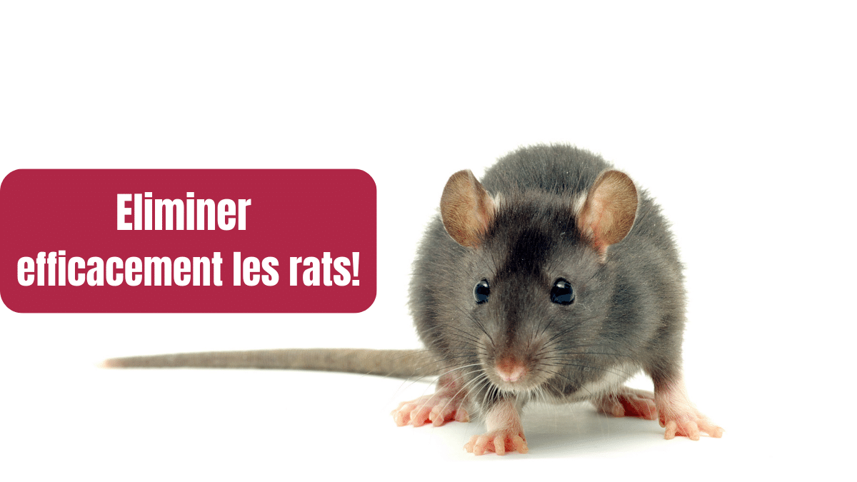 eliminer efficacement les rats