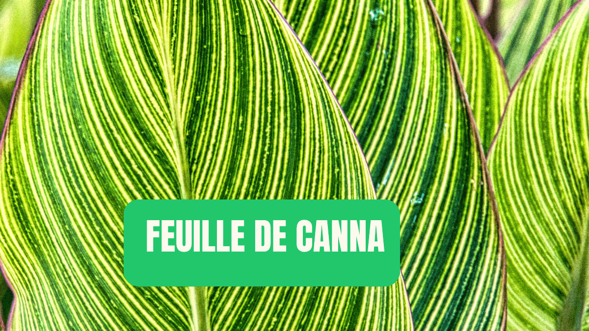 feuille de canna