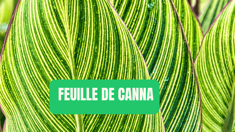 Guide complet sur la Plante de Jade portebonheur — free download