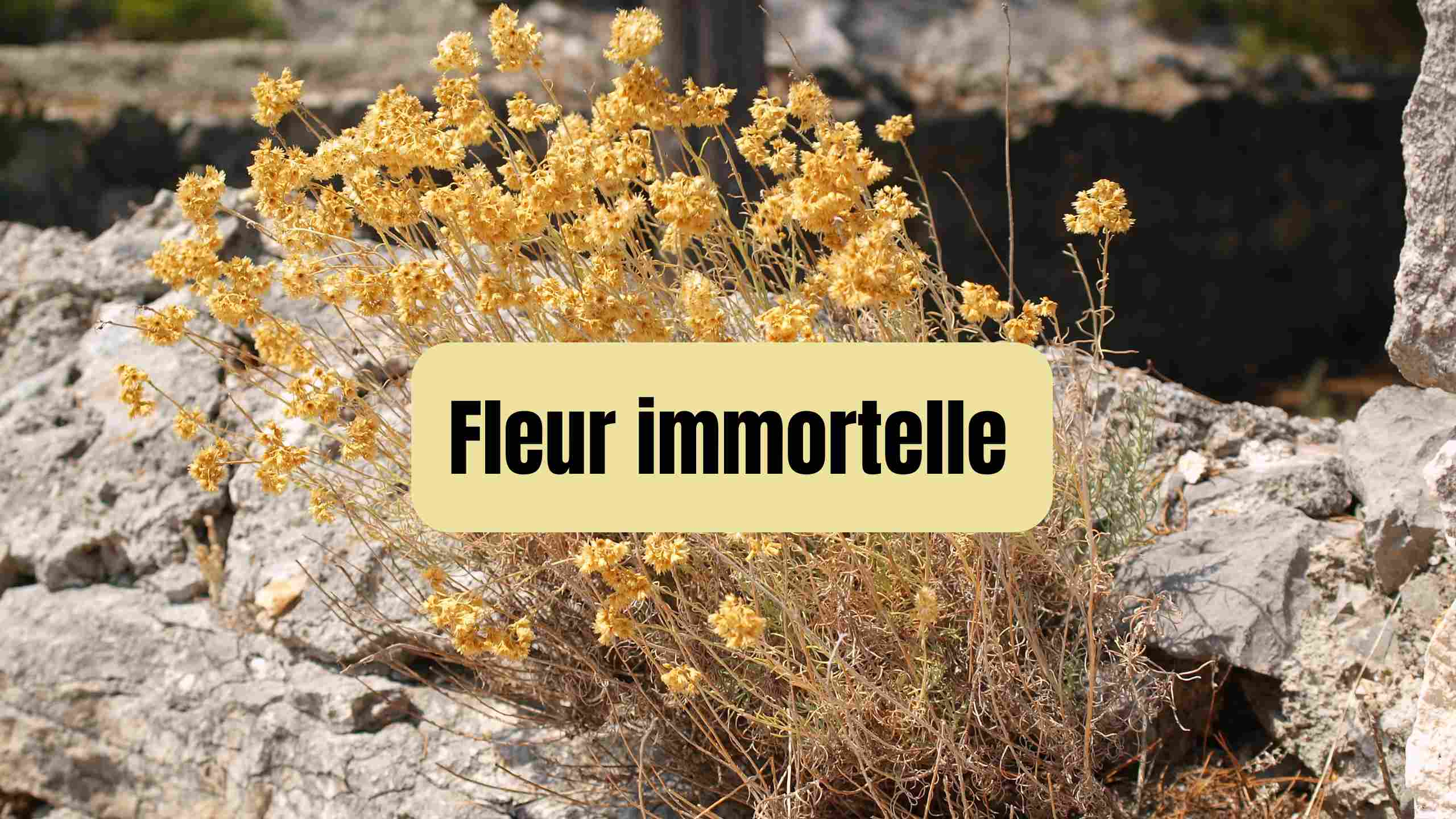 fleur immortelle