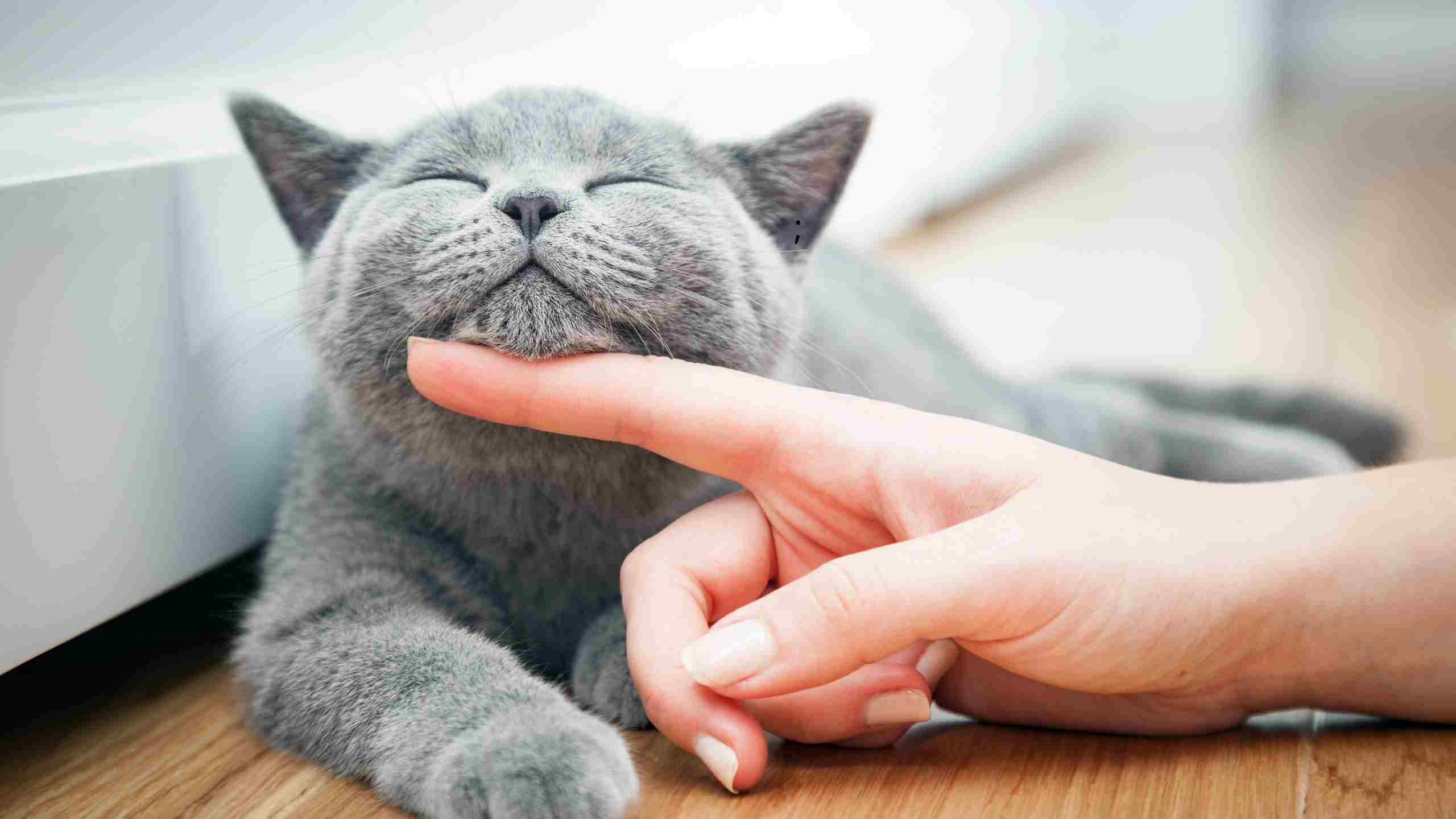 J'attire les chats: Quelle signification spirituelle?