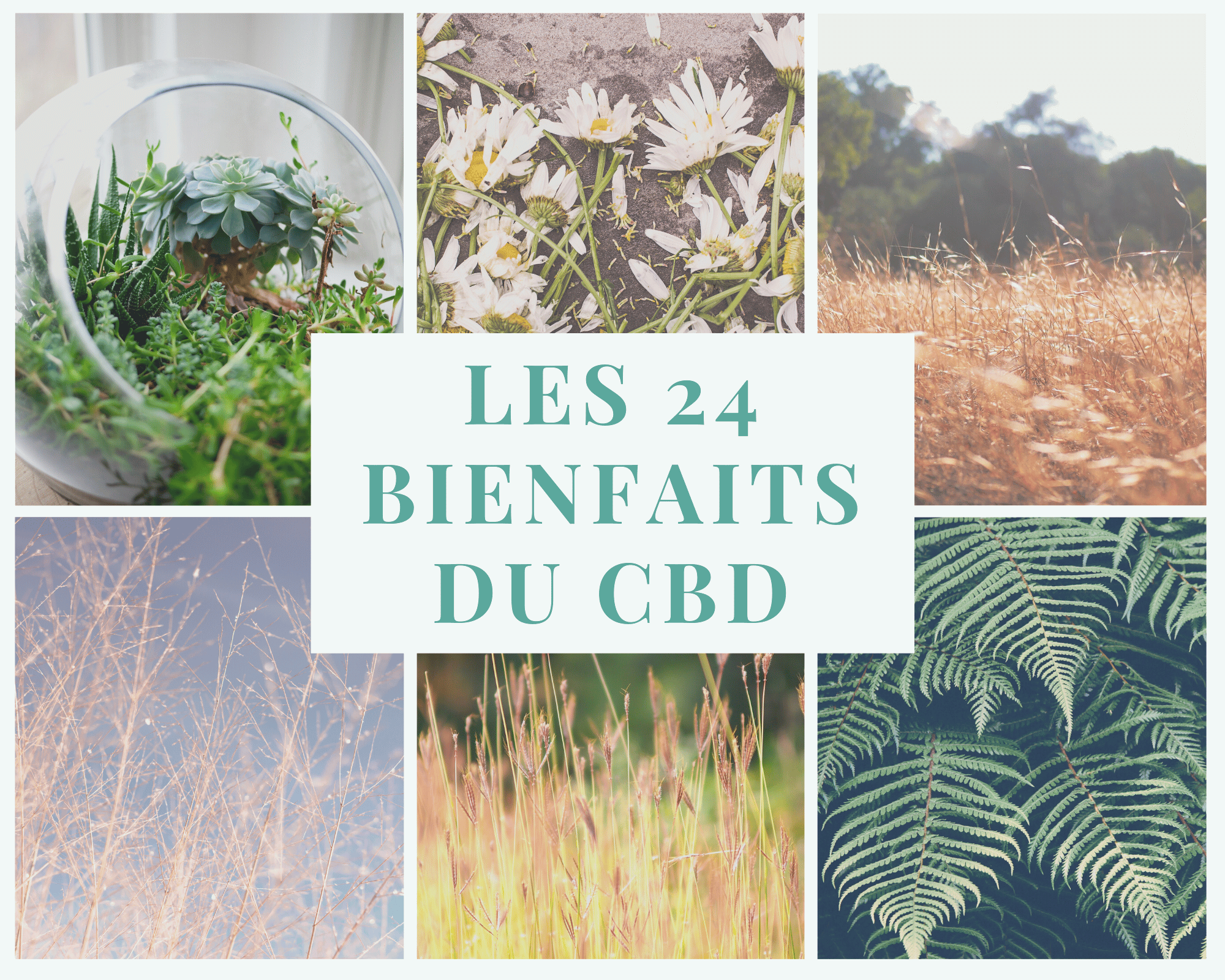 les 24 bienfaits du CBD