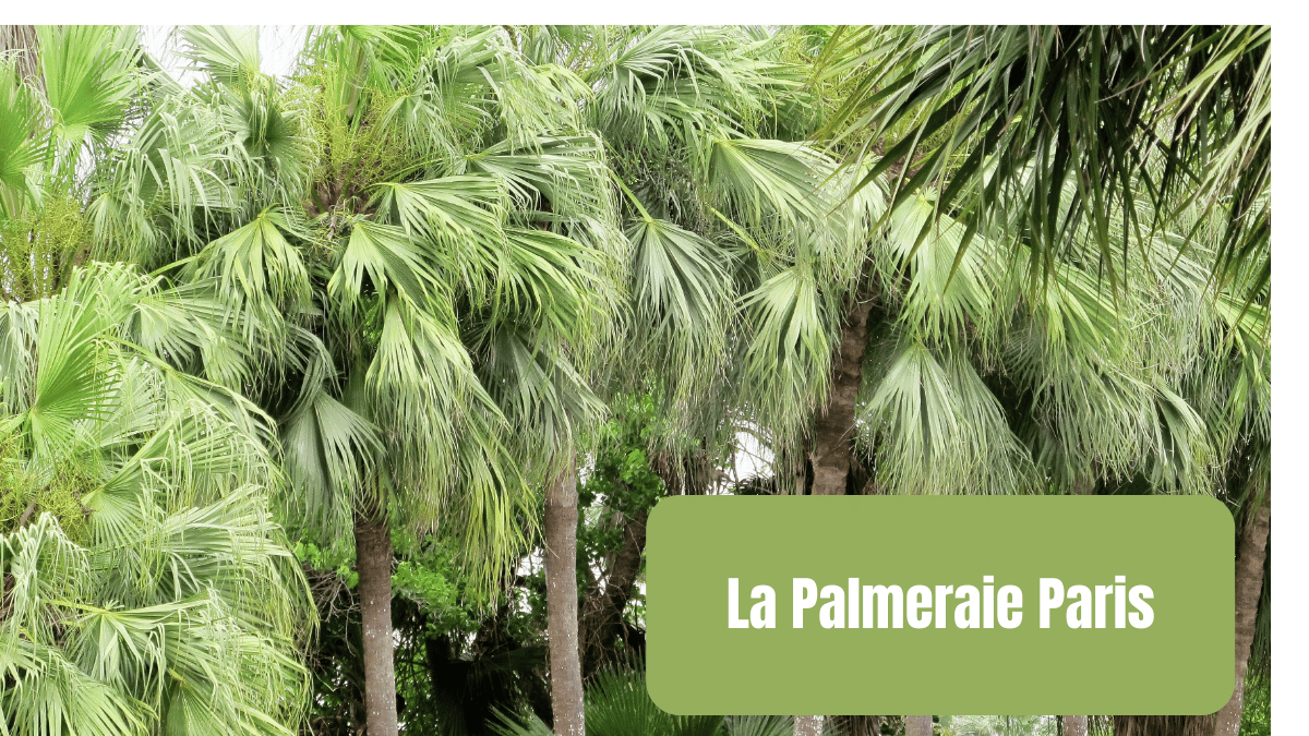 la palmeraie paris