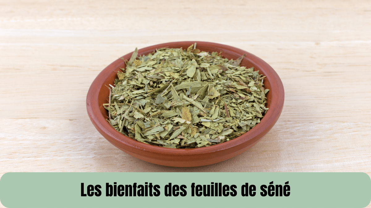 les bienfaits des feuilles de séné