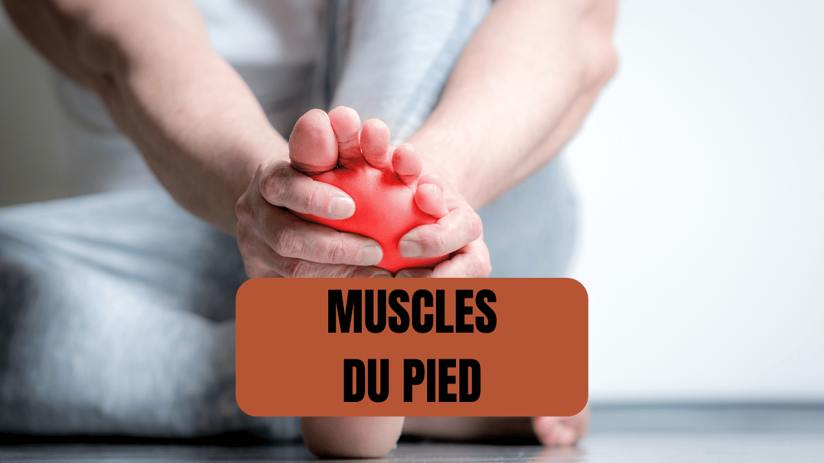 muscles du pied