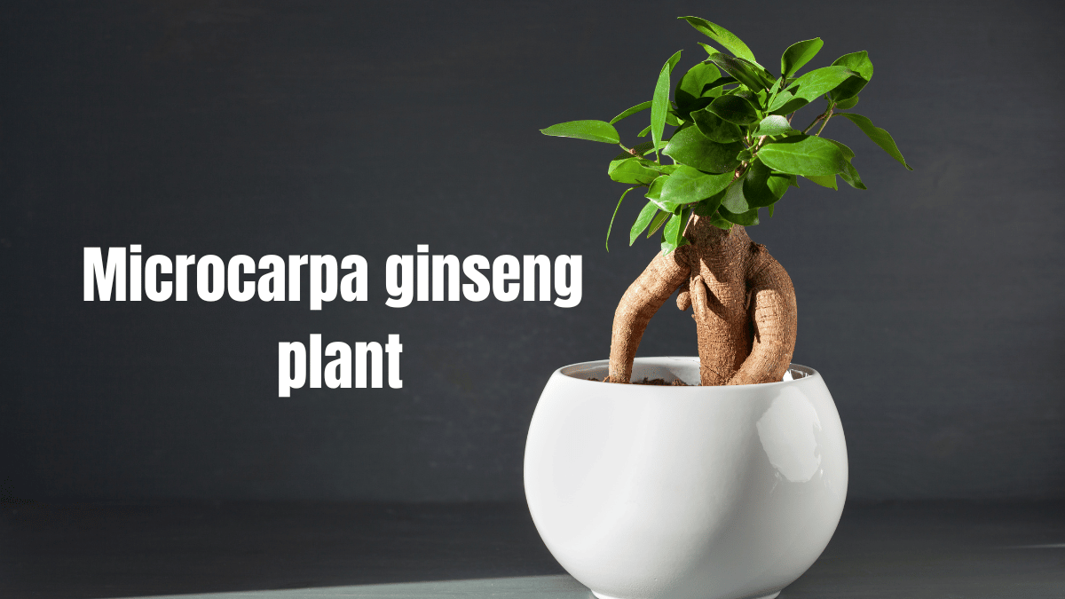 microcarpa ginseng plant