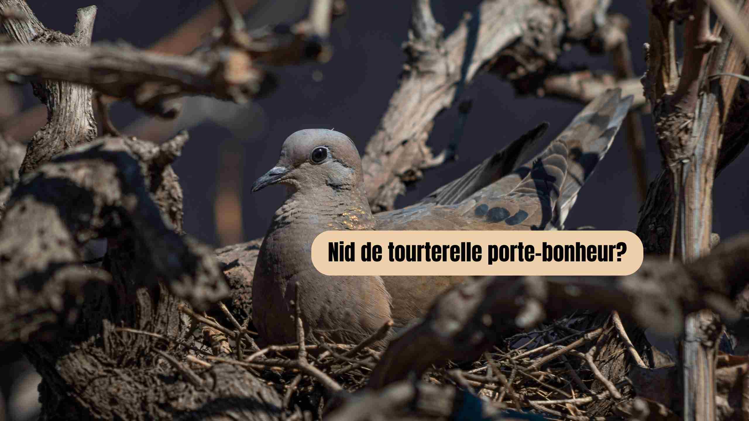 nid de tourterelle porte bonheur