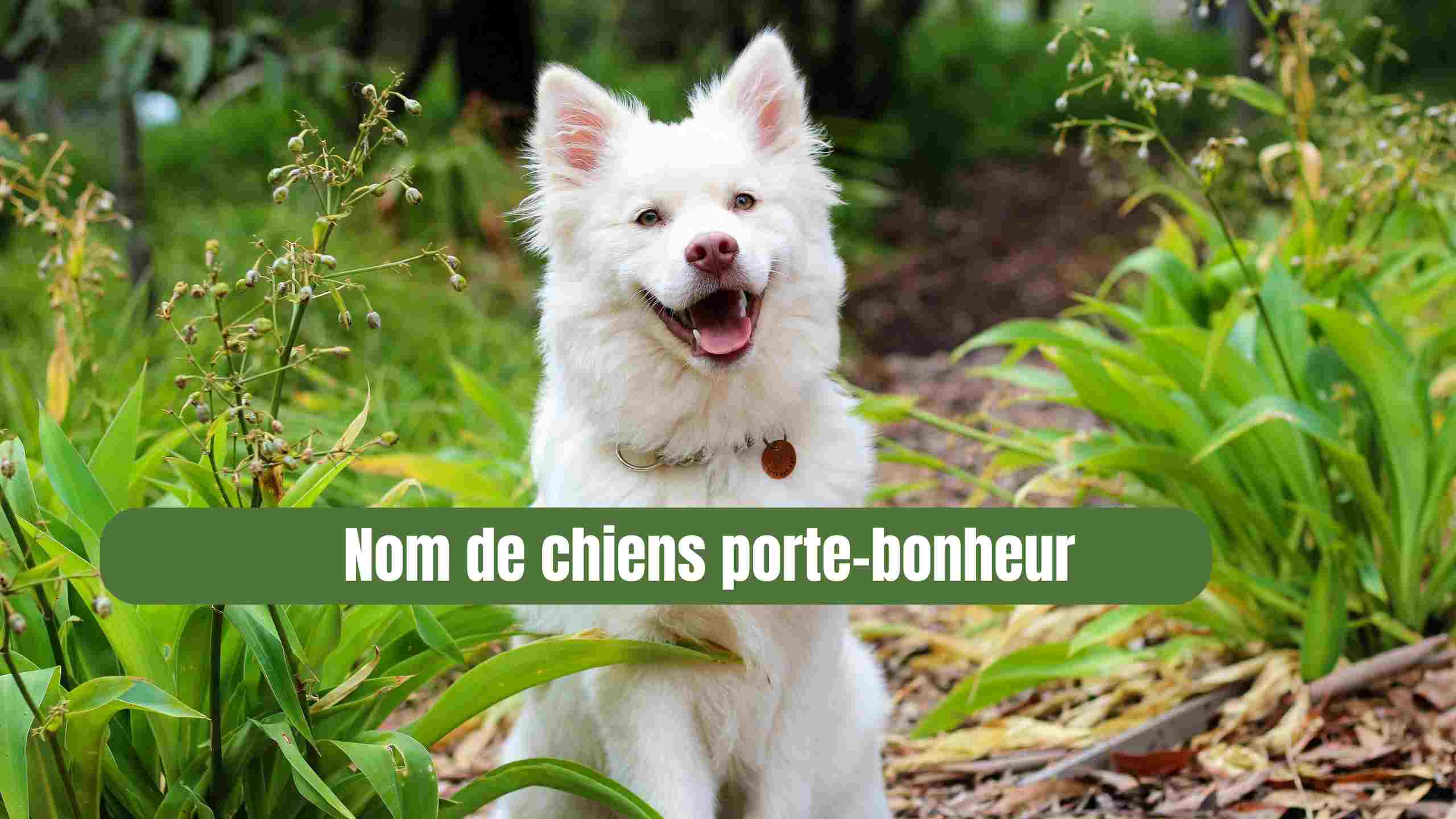 nom de chien porte bonheur