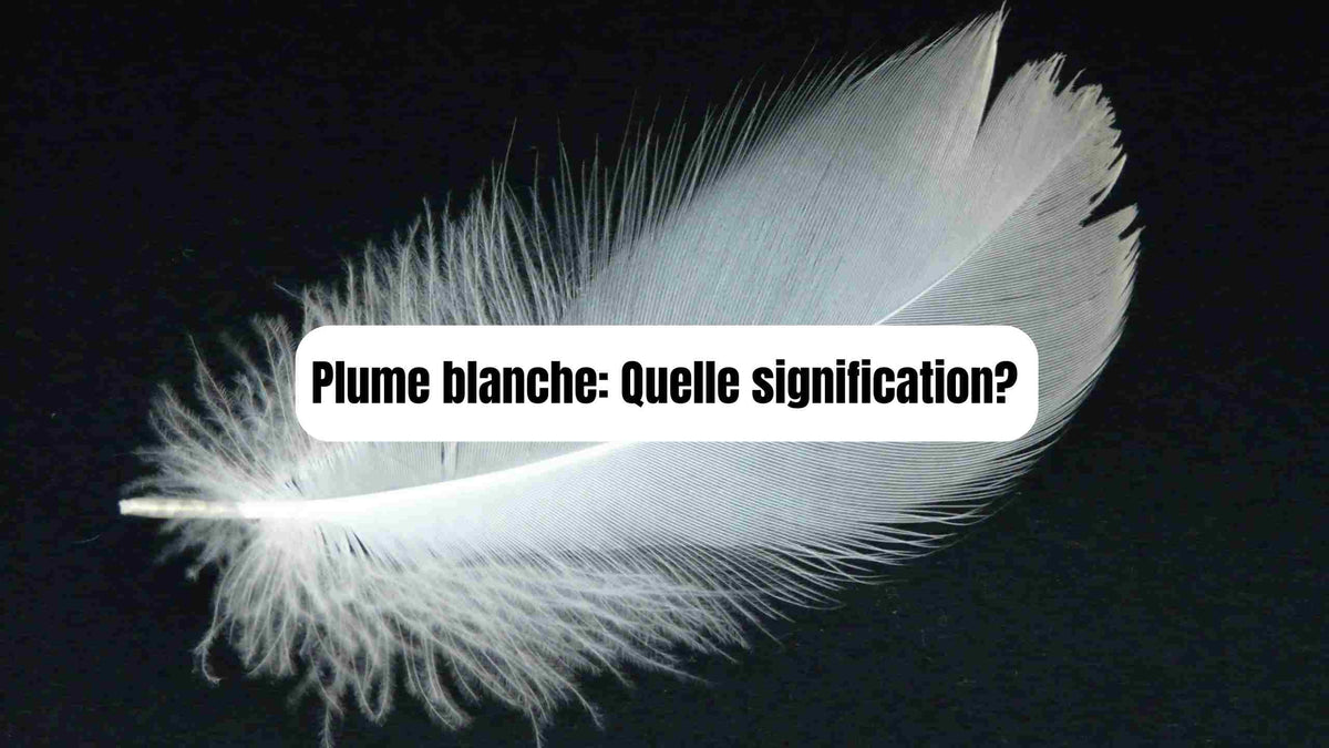 Plume blanche : signification, symbole, message spirituel