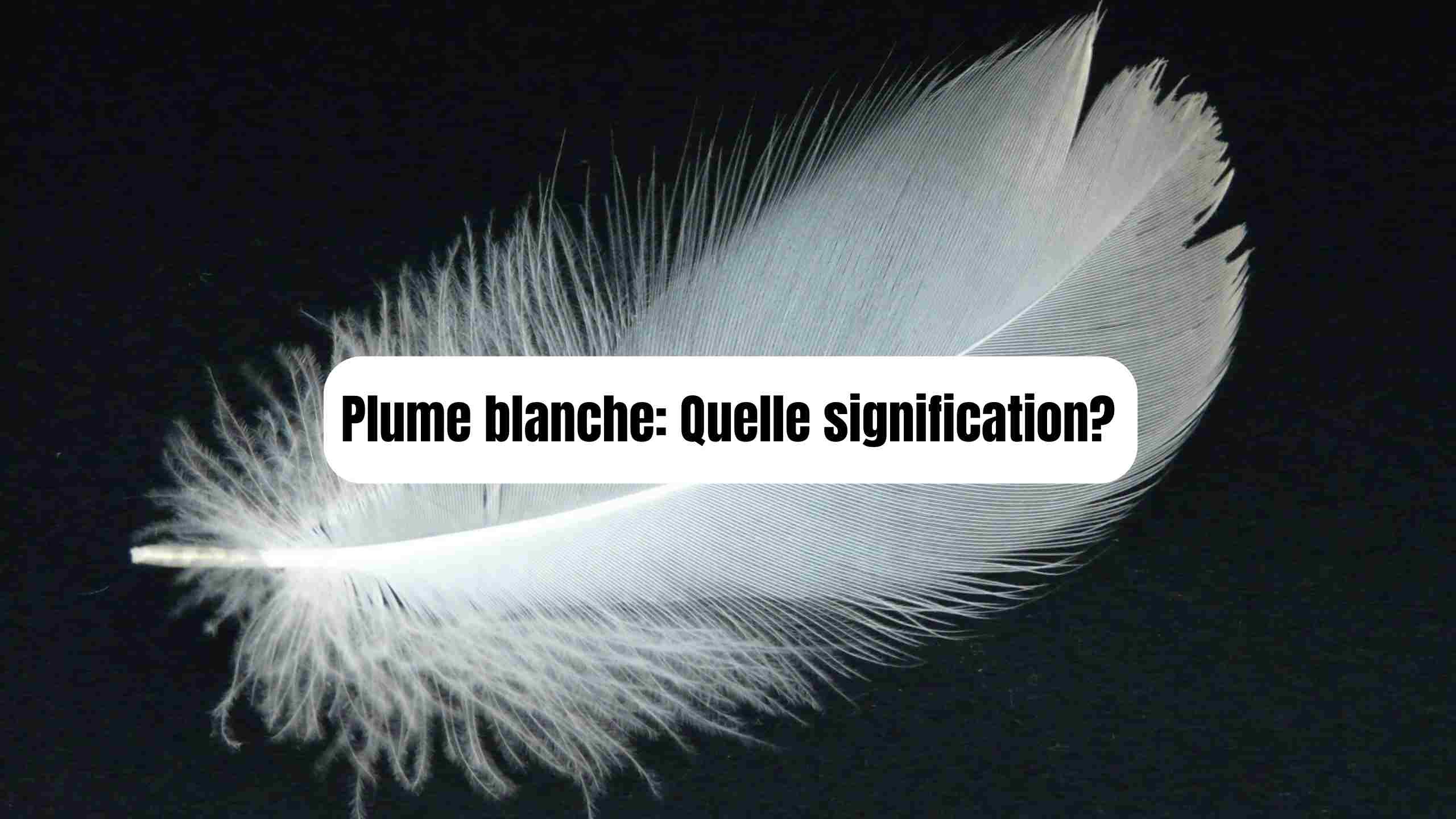 Plume blanche : signification, symbole, message spirituel