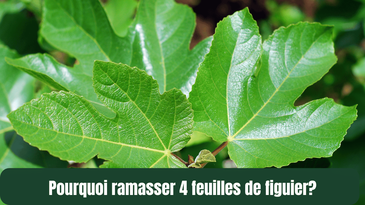 Pourquoi ramasser 4 feuilles de figuier