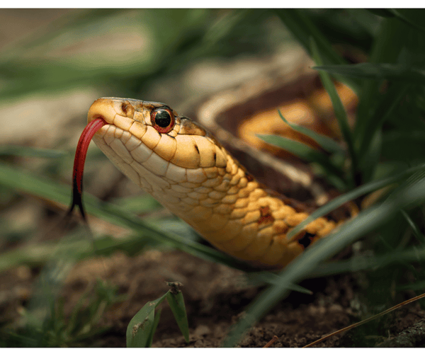 Rêver de serpent qui attaque