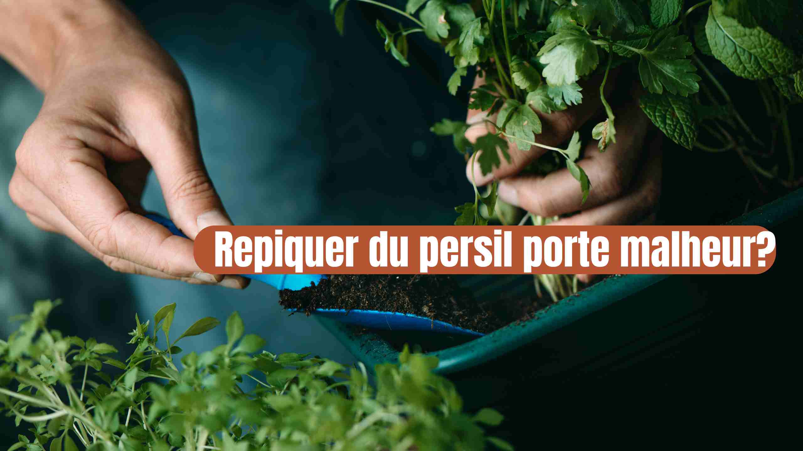 Repiquer du persil porte malheur?