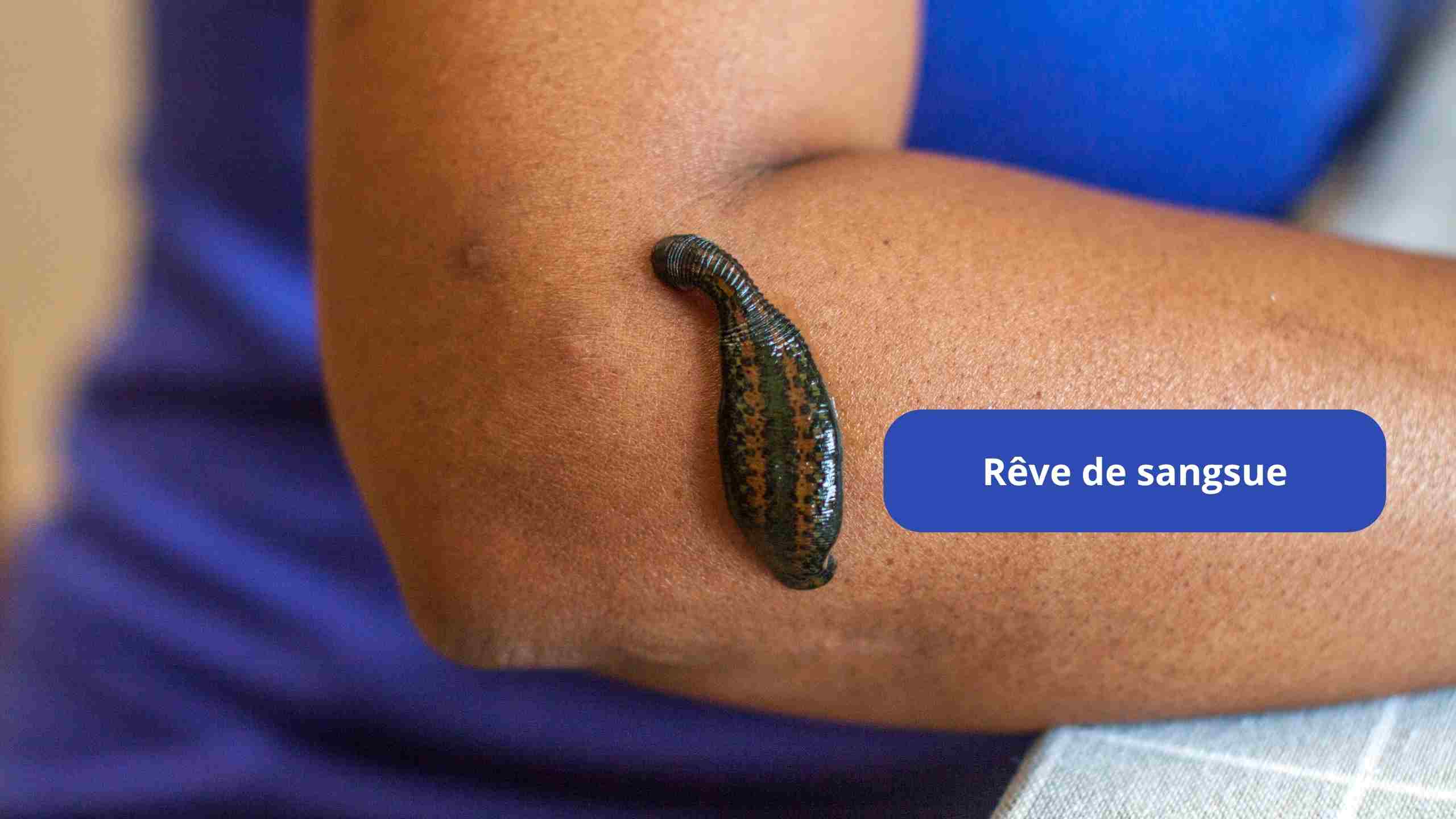 reve de sangsue