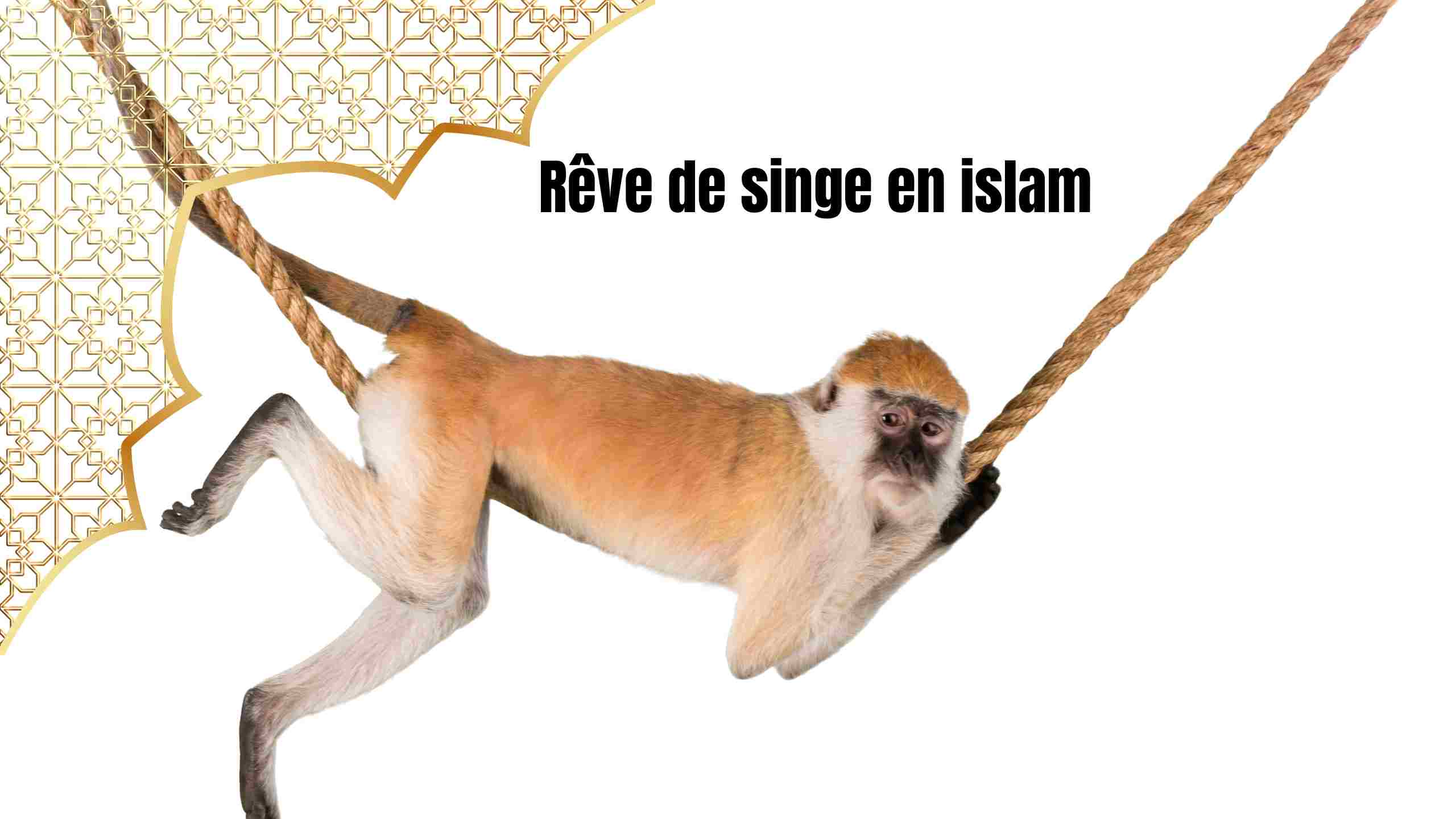 Rêver de singe en islam : Significations et interprétations surprenantes