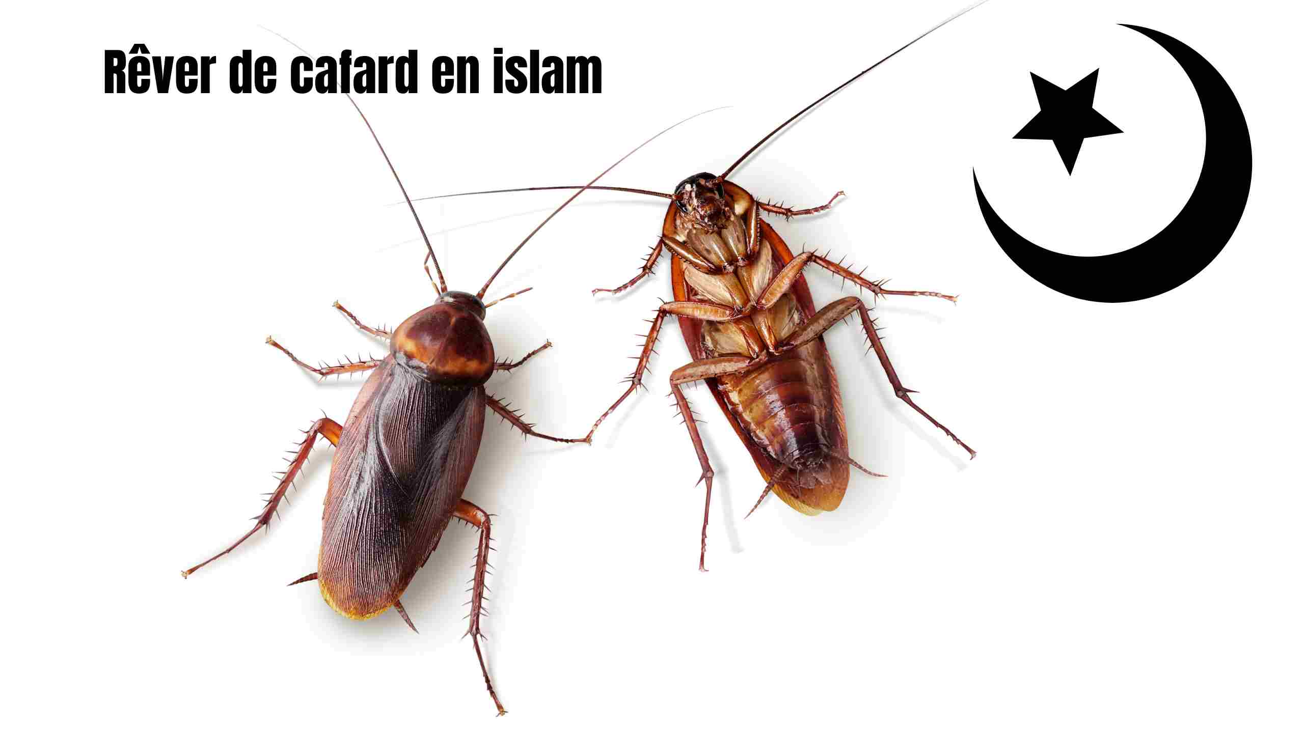 Rêver de cafards en islam : Signification et interprétation symbolique