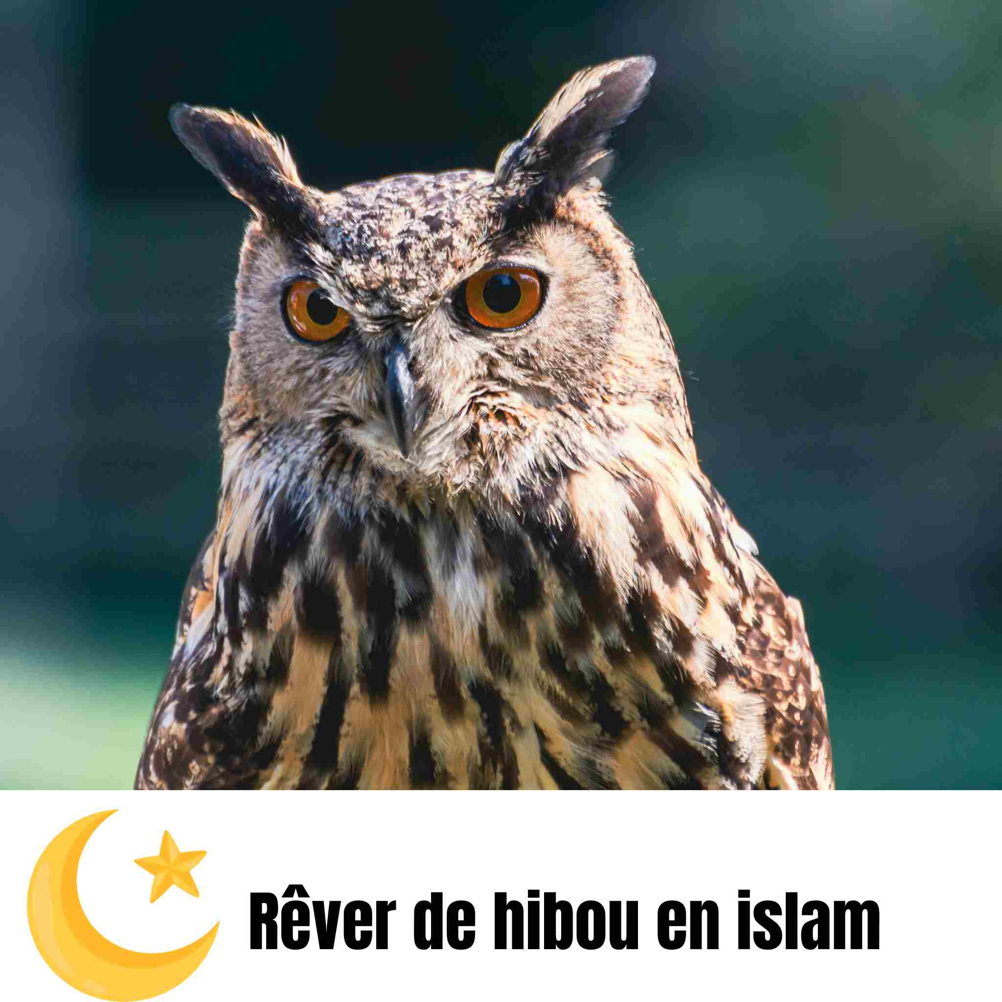 Rêver de hibou en islam : signification, interprétations et symbolique