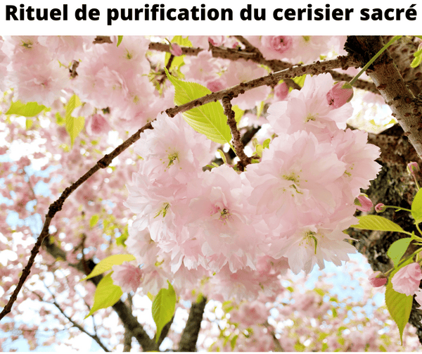 Rituel de purification du cerisier sacre