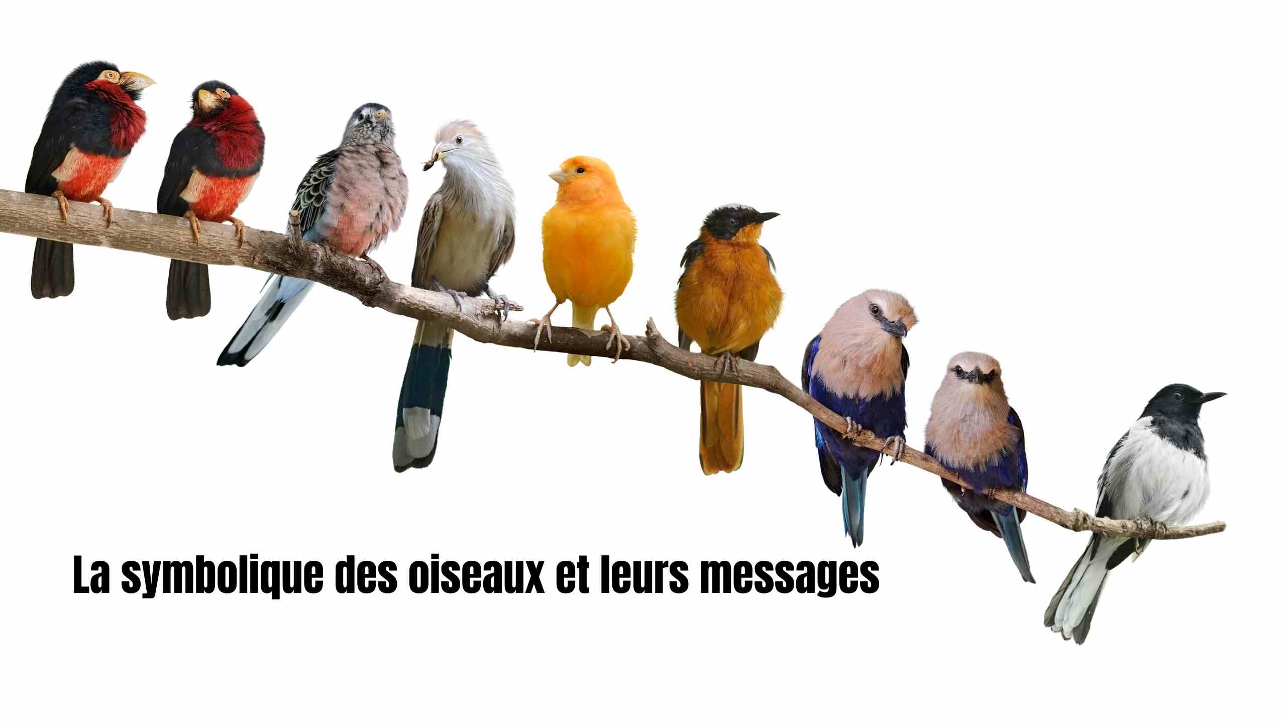 Symbolique des oiseaux et leurs messages