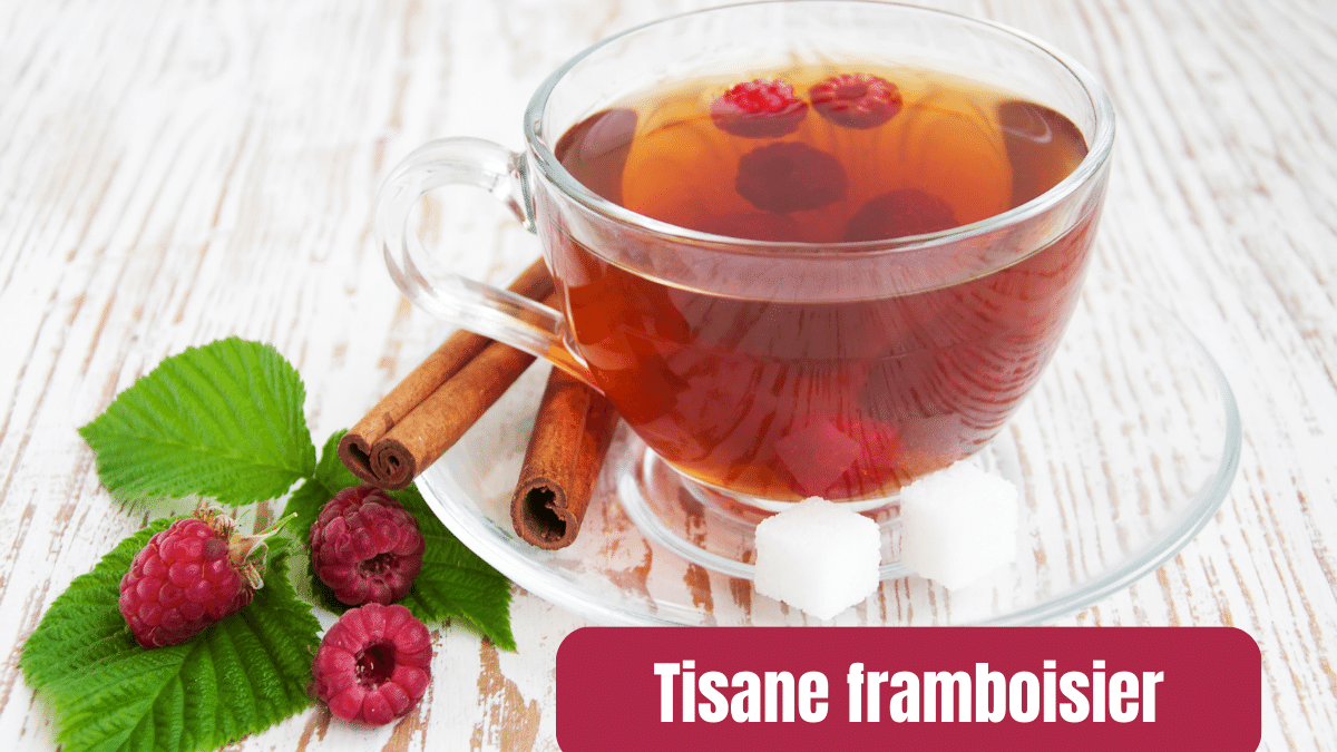 tisane framboisier