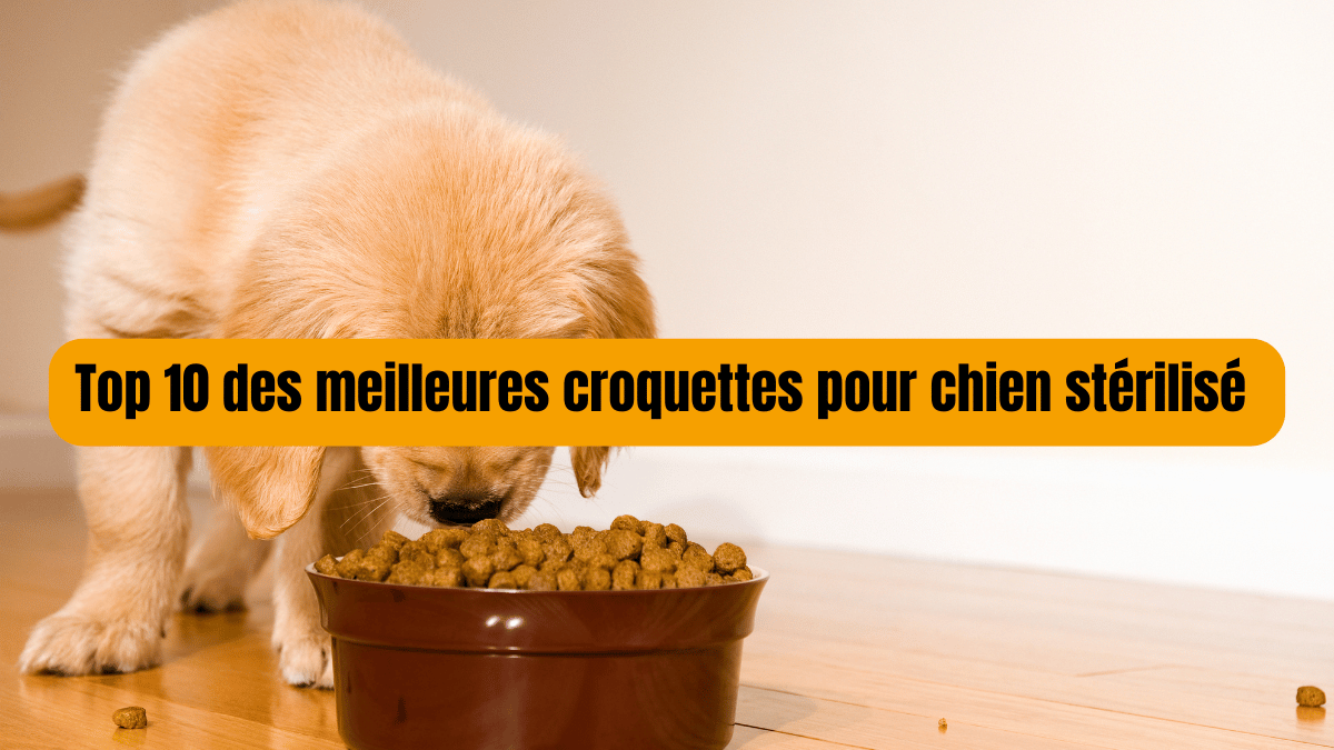 top 10 des croquettes pour chien sterilisé