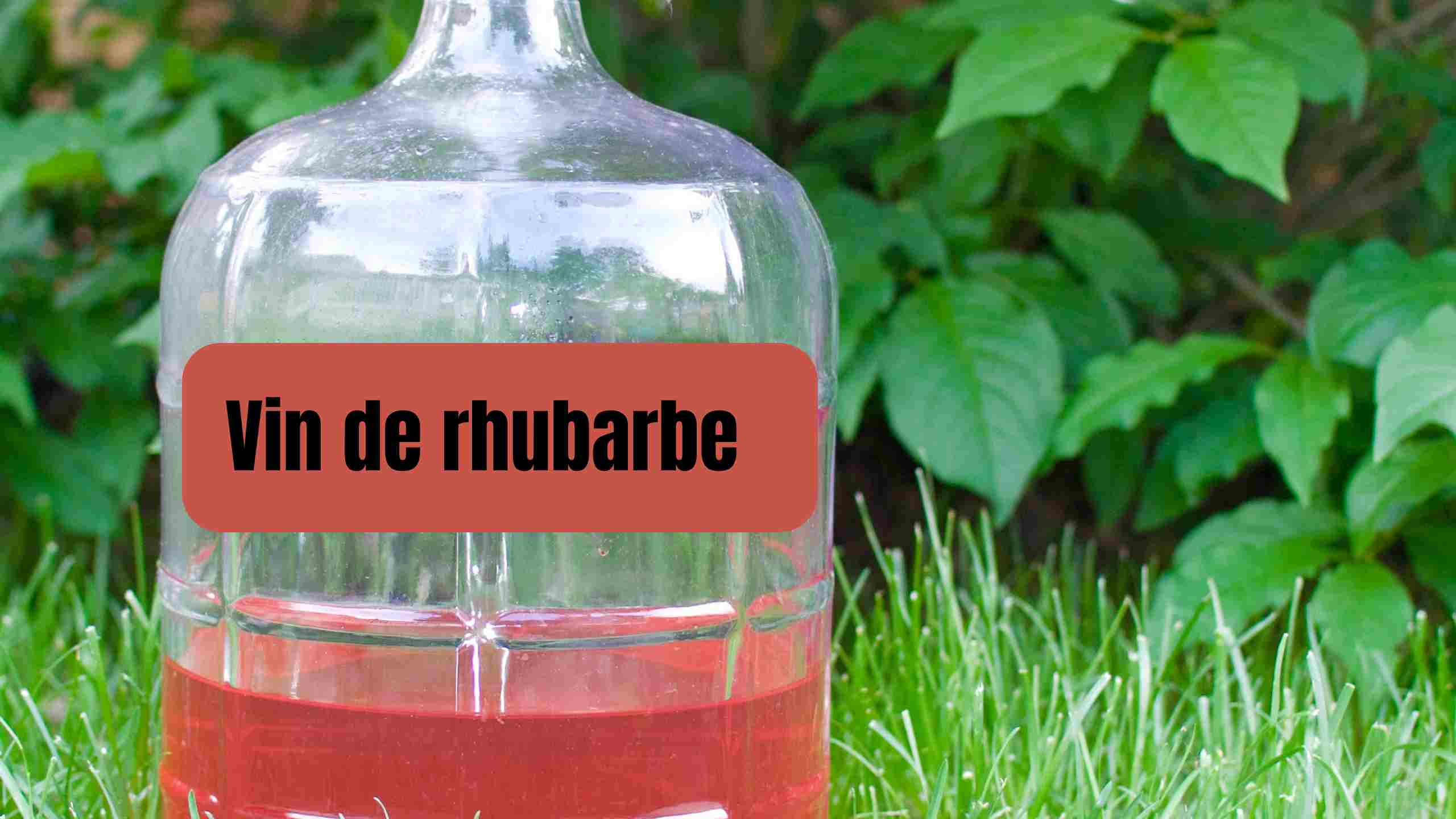 vin de rhubarbe