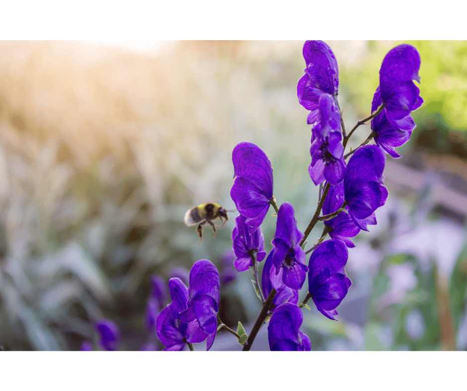 aconitum napellus 9 ch