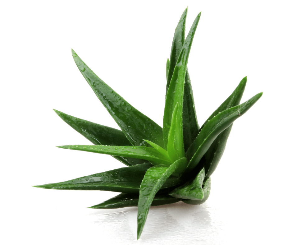 allergie aloe vera