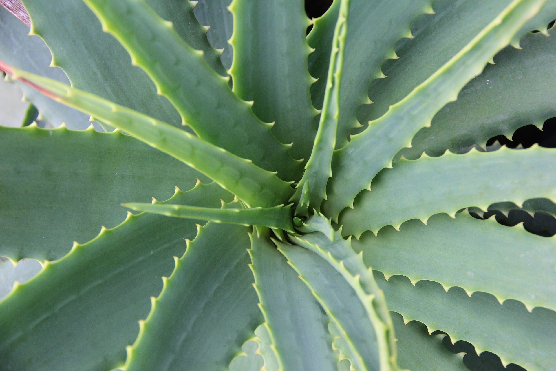 aloe vera rides visage