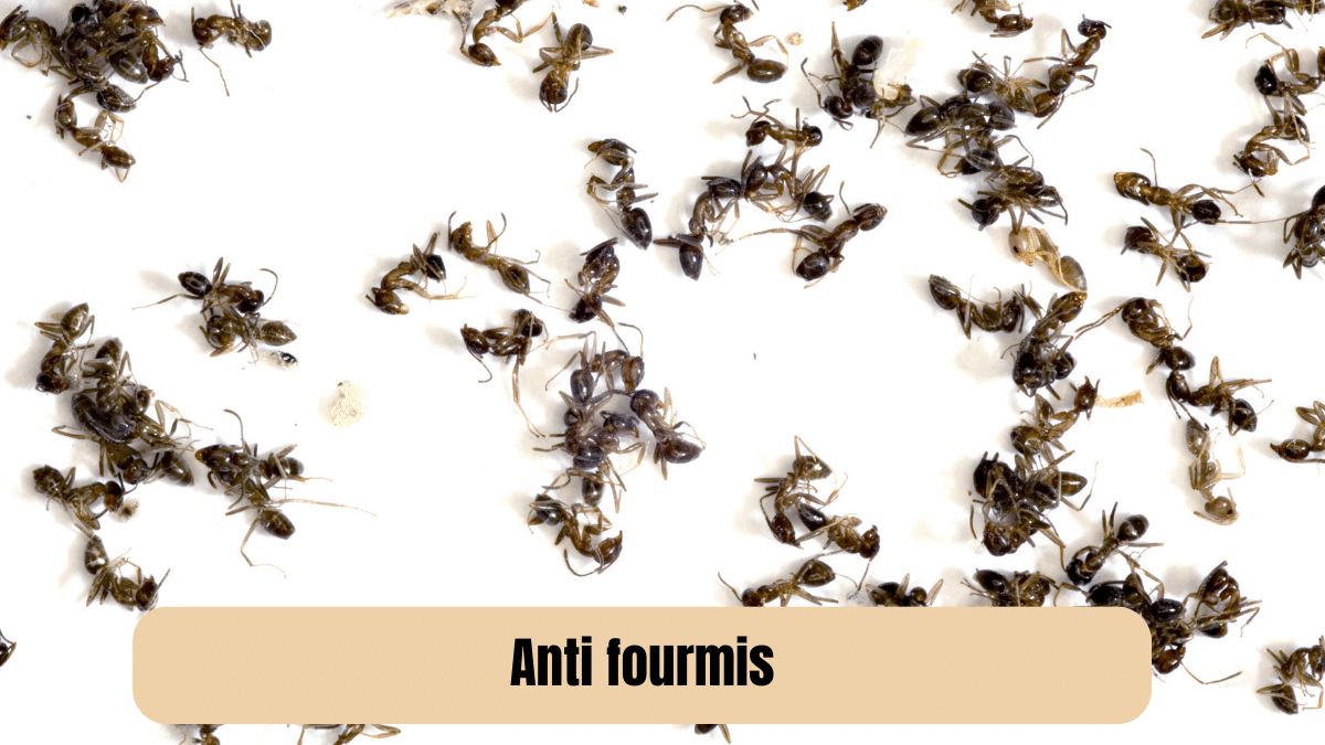 Combattre les fourmis naturellement : Solutions efficaces anti-fourmis!