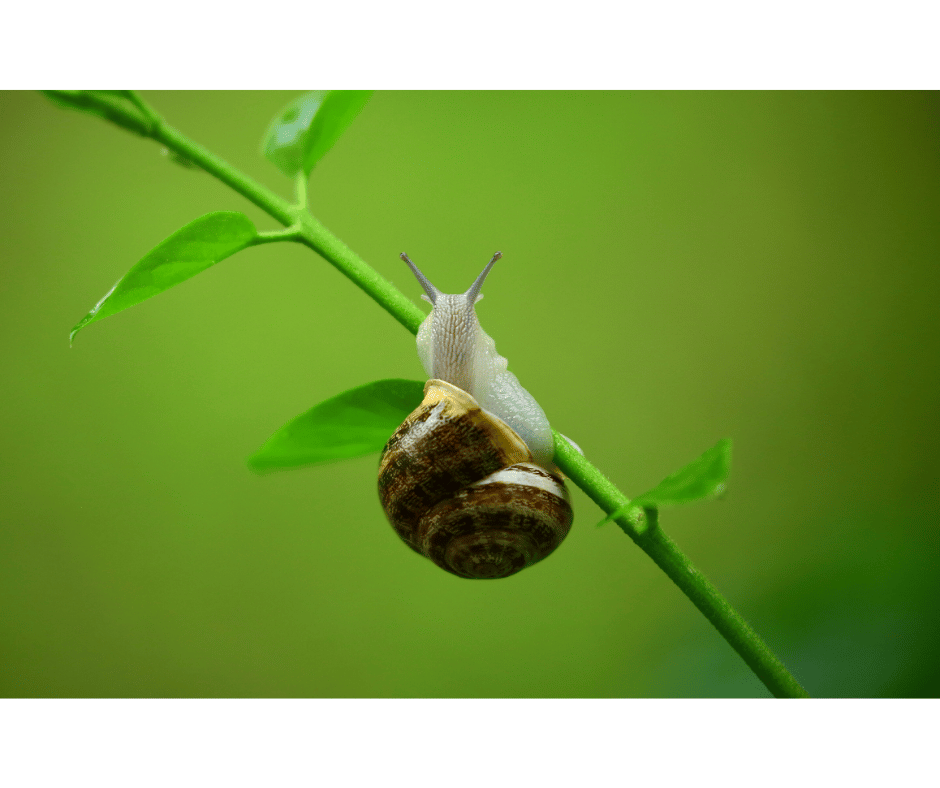 Bave d'escargot action avant après