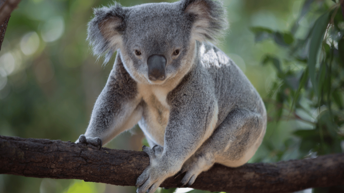 bebe koala