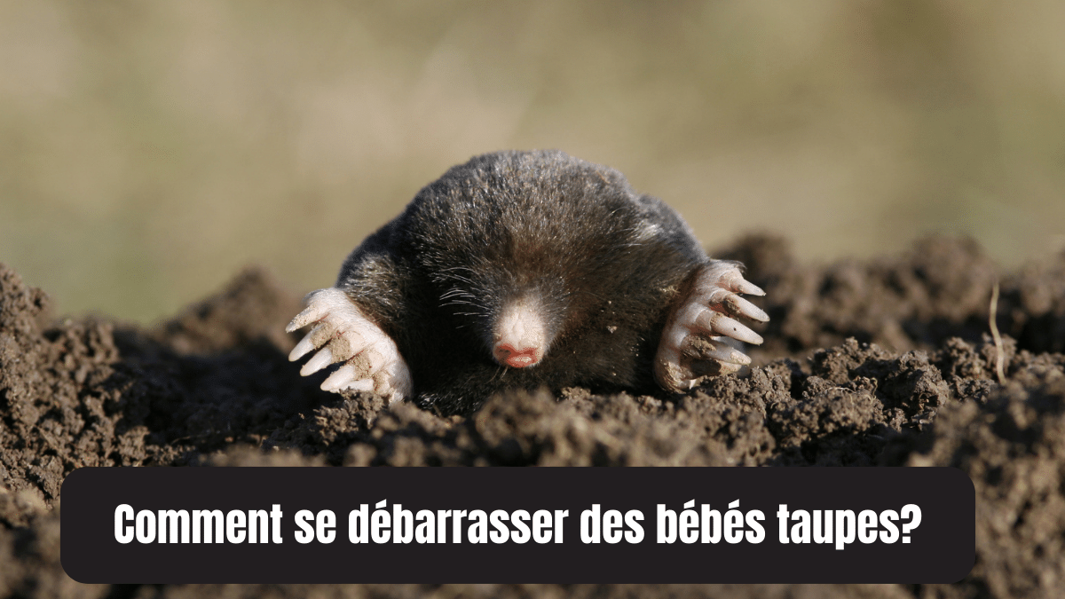 comment se débarraser bebe taupe