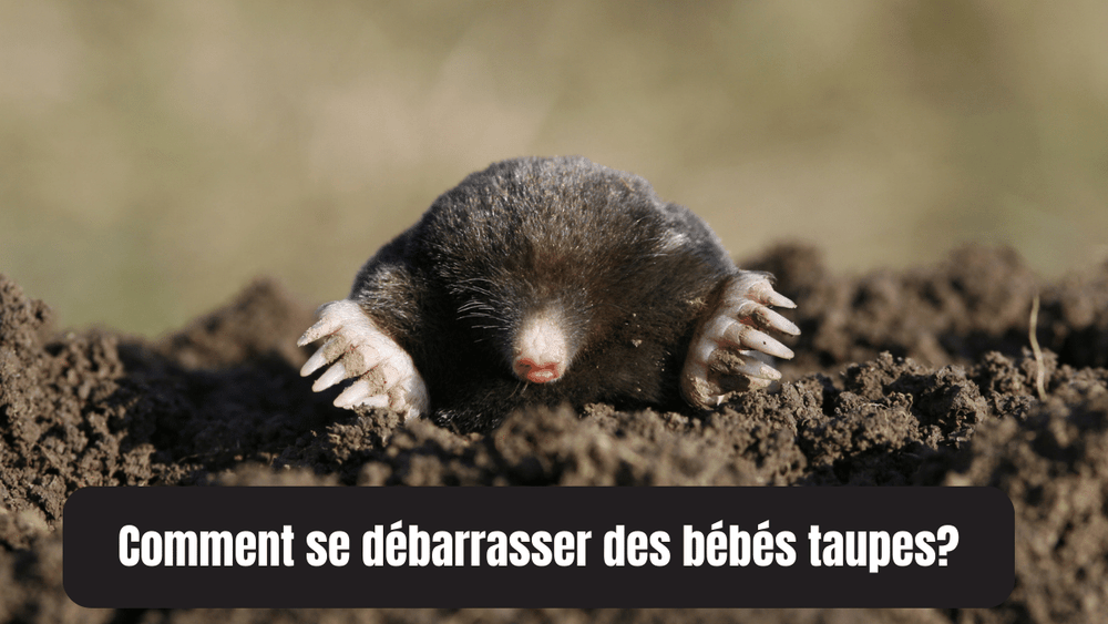 Astuces de Grand-Mère pour se débarrasser des bébés taupes!