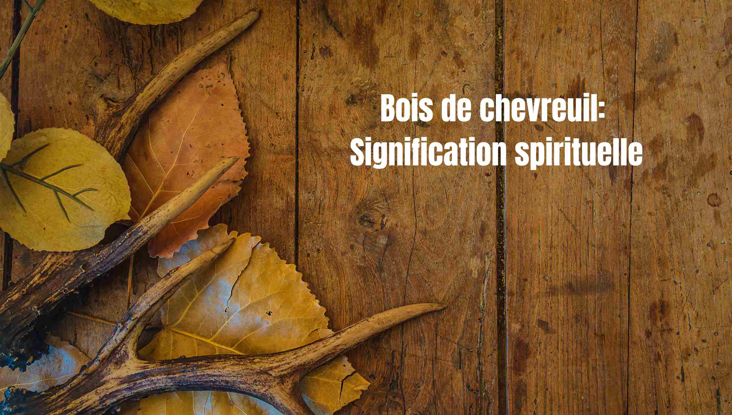 Bois de chevreuil : signification spirituelle, symboles et totem animal