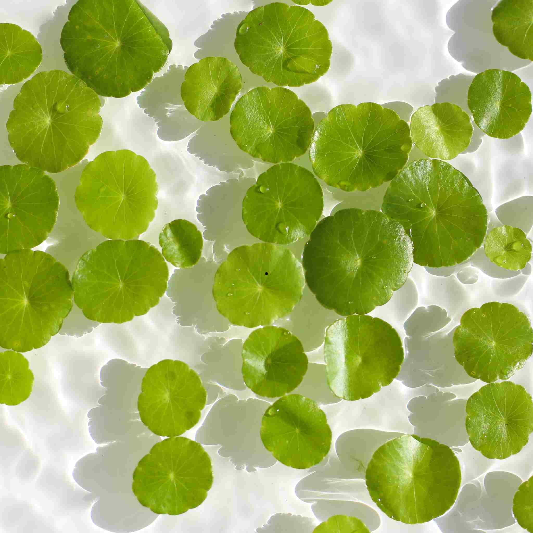 Pourquoi la centella asiatica séduit les adeptes de soins naturels ?