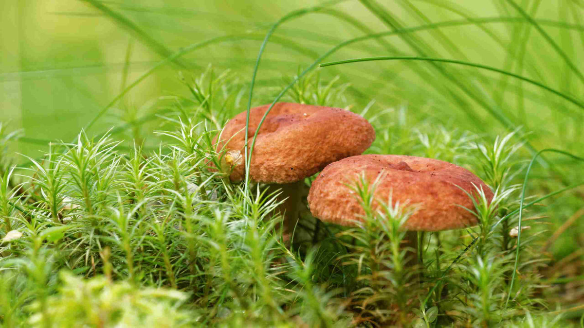 Champignon safran : guide complet de cueillette et de cuisine