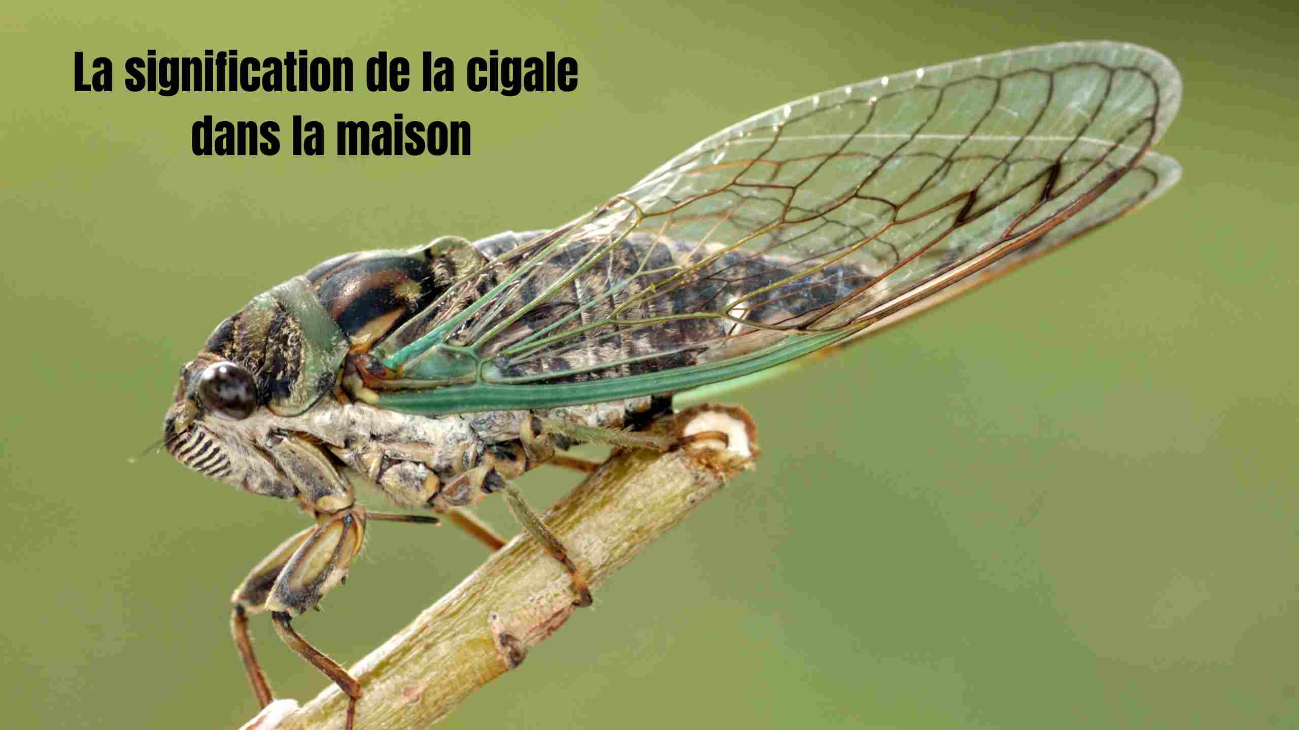 La signification spirituelle des cigales dans la maison