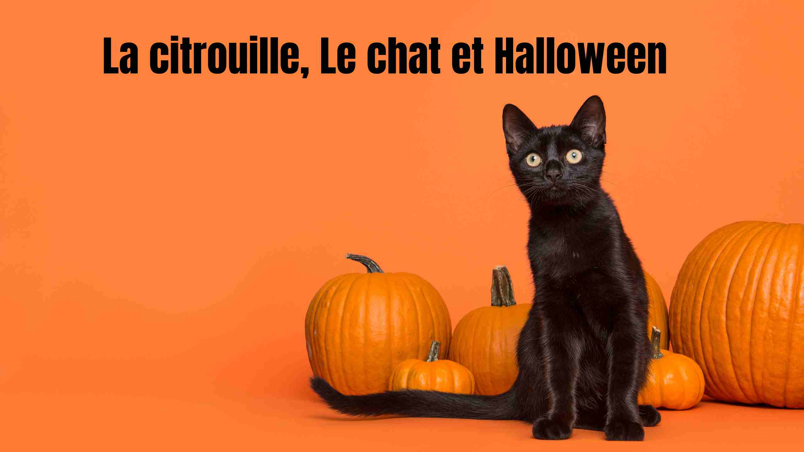 Citrouille Halloween chat