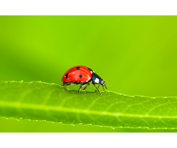 coccinelle signification
