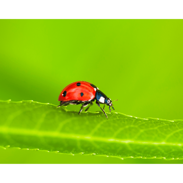 Voir une coccinelle signification en amour M lusine Paris