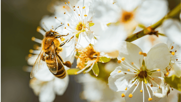 Combien de temps vie une abeille?